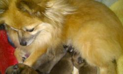 Orange Sable Pomeranian puppies. Two boys and two girls, all healthy and happy. I own both parents so you can meet them. I also own one of their kids. From their birthweights these puppies should be no more than 5.5lbs as adults.
All puppies will come