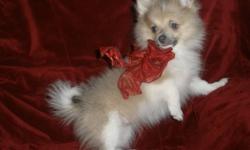 THIS IS A FEMALE POM 3LB ,SHOTS,DEWORMED,VET CK ,SHE WAS BORN WITH A LAVENDER BULE COAT IT IS NOW CREAM WITH LAVENDER TINT, EYES ARE BLUE GRAY MUST SEE THIS COLOR,I HAVE NOT SEEN ONE THIS COLOR VERY NICE,I FEEL SHE WILL BE UNDER 10 LBS AS HER MOTHER IS 6