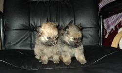 two purebreed female pomeranian puppies for sale.
they have had the first treatment for being dewormed.
and get their first needle december 30th and will be vet
checked at that time.
pic #5 is the mom she weighs 7.5 lbs
pic #6 is the dad he weighs 6 lbs