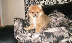 1 red cream sable female should mature to 5-6 pounds. price $600
mom is full blood black 5 pound pomeranian and dad is a 4 pound blue merle reg'd pomeranian
puppies will come with first shot and vet check, worming. puppies are already navigating to the