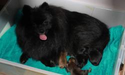 Ready for adoption in a "forever" home.
1black male still available, he is the smallest of the litter
1 sable female (available to the right home)
 2 males - not availabe at this time
ready to go in the next week or two
Puppies are dewormed,