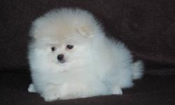 Beautiful white/cream pomeranians.  2 males 1 female.  Mom is an ice white dad is a cream.  Should have huge fur and be around 5-6 pounds fully grown.  Will be CKC registered, 1st shots, microchipped,
Email for more information and lots more pictures.
