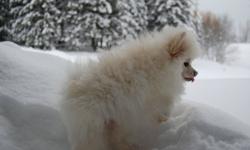 POMERANIANS MALES PUREBRED.  THESE GUYS ARE AMAZING AND VERY HANDSOME.  HUGE FUR. THEY WILL BE CKC REGISTERED, MICROCHIPPED, 2ND SHOTS INCLUDING RABIES.  EMAIL FOR LOTS MORE PICTURES. ONLY ONE MALE LEFT.  TAFFY IS A GEORGEOUS CREAM MALE.