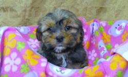Puppies mother is a shihtzu and father is a yorkie, both are small dogs, with great disposition. Puppies take on mom and dads characteristics, and just like mom and dad will be great family dogs. Pictures 1,2 are my handsome boys of the litter, and 3-5,
