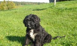 PUREBRED BERNESE MOUNTAIN DOG X PUREBRED STANDARD POODLE PUPS FOR SALE.  All puppies have been vet checked with first shots, dewormed and are ready for a loving home.  Low shedding and family raised.  Puppies have been handled by childern and have great