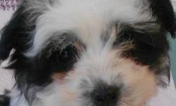 REDUCED PRICE Was $1850(We are gone on till Monday January 23.  But please send your name and phone number and we will be in touch as soon as we are back!)
 
We have two little Coton puppies that are looking for their new homes...One little boy (the