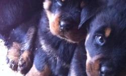 Hello to all my Rottweiler lovers, pups got their first shots and doing excellent, both parents are CKC registered with papers and on site,  Great temperment, rottweilers make a great family pet, very obedient, loyal, loving, and extremely playful. There