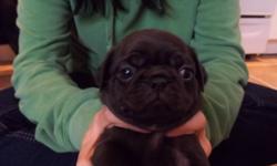 Pug puppies for sale. 5 males, 1 fawn, 4 black, 1 female black. Will be vet checked, wormed and first needle. Please call/email. Ready to leave end of October. Deposit secures.
Fawn male, and 1 black male sold.