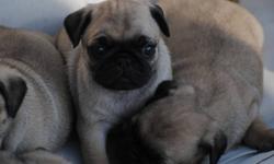 Beautiful purebred pug puppies, great with other animals, loves attention, 5 weeks old, ready to go at 8 weeks we are going to get their first shots then they will stay with us for 24 hours after, willing to take deposits.