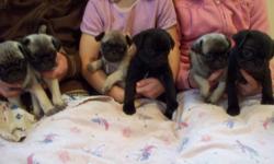 6 adorable pug puppies, 2 black 4 fawn.  Mother is Black Pug, Father is Fawn Pug.  Puppies are very playful, they are starting to nibble on puppy food, and we have started paper training them.  There are 5 Male, 2 Black, 3 Fawn $600 each, and 1 Fawn