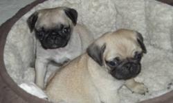 gorgeous male pug pups are now ready for their new homes this week
they have been vet checked, dewormed & have their first shots :)
both parents are pugs & they will be about 15lbs full grown
you wll get their vet record & some puppy food with each puppy