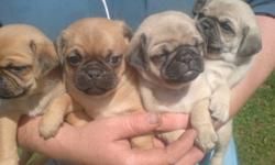 Adorable Pug puppies fawn in color forsale.
A great dog for children pugs are extremely intelligent dogs easy to litter train and you can take them anywhere with you.
Mom is 100% pug purebred Dad is 3/4 pug 1/4 Jack
They have Vet papers and will go to new