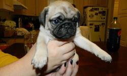 SANTA COULD NOT BRING A BETTER PRESENT THAN A WRINKLED LITTLE PUG PUPPIES, READY JUST IN TIME FOR CHRISTMAS.
THESE ADORABLE BUNDLES OF JOY WERE BORN OCTOBER 28TH AND WILL BE READY TO BE UNDER YOUR CHRISTMAS TREE.
ALREADY PAPER AND KENNEL TRAINED.
2 MALES
