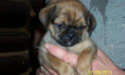Pug shorkie cross puppies. They have had their first vaccinations, and a number of dewormings. Raised in the house with other dogs and cats. These are very happy, outgoing puppies that are ready for their new homes. Males and females available. Their dad