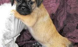 Very cute pug cross shih tzu puppies, there are both female and male puppies
These little ones are quite the charmers, and will make anyone a great family pet! Our puppies have gotten their  1st vaccination and we have had them dewormed. Delivery to