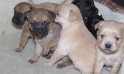 Hi I am selling eight pugerians, the are part pug part pomeranian...We have three females and 5 males. They may sound like they are ugly but they are very adorable. We are asking $350.00 because we did not want the mother in the  first place and ended up