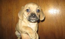 Ready now.
These are the true Puggle Puppies. 1st generation.
Puggles are lovable, very sweet, social and good with people of all ages and other pets.
Mom is a Pure small Beagle at only 10" & 15 lbs. and dad is a Pure Pug and is 11" & 16 lbs.
Born Oct 1st