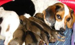 Beautiful puggle puppies looking for their forever homes for Christmas.
Puppies to be born in approx.3 weeks.Mother is a purebred CKC registered tri colored beagle, father is a purebred fawn Pug.Puppies will be Fawn in coloring.They will be vet