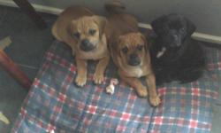 We have 3 healthy, playful male puggle (beagle x pug) puppies ready to go their forever loving homes now. These 3 handsome guys were born to our beautiful tri-coloured beagle mom and black pug dad. They have been de-wormed several times, are current on