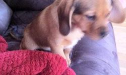 This puggle puppy is still availible the ad will remain active as long as the puppy is availible!
1 tan/brown puppy: male (First Picture - Will grow to look like the third pictured Puggle)
We call him Rex, he's very sweet and attentive, good listening