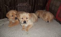 lab/pit cross (1/4 pit)
 
Ready for good responsible homes on january 20th
First vaccinations/ vet check and de-wormed
-6 females (1 black, 5 beige)
-3 males (black)