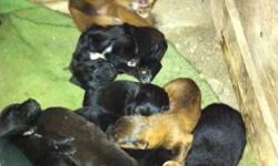 Mother is a rotty don't know who is the father
They have there first shot.
There is 4 males and 5 females left
Please call 519-872-3447