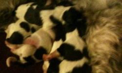 we have 2 female and 3 male shitzu/bichon puppies for sale . mother and father are both shitzu / bichon . puppies will have first shots and be vet checked before leaving our home .all black and white in color parents both have good dispositions . please