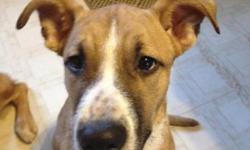 905 923 8720 (Text this number for any information)
905 776 1860 (OR call this number for more information)
Hi, my name is Diesel. I am four months old and I am a an American Buldog cross with Blue Healer. For the past week I have been in three different