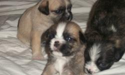 REAL NICE LITTLE GUYS/GIRLS READY DEC22 SHITZU MOM BOSTON PUG DAD ,BLACKS,BROWNS,TANS ALLWITH A BIT WHITE 12LBS WHEN GROWN I CAN BRING FOR SHOWING IN LONDON  $350.00 519 4533442