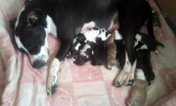 Mother is black and white Father is gray and white both are family dogs
Good with kids of any ages :)
Spoken for right now light brindel
Any questions please email Thanks
9 puppys
1 - girl
8 - boys
brown and white/ black and white / brindel 2x / mixed
