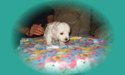 Pure Bichon Frise pups,2 F,1M,vet checked,dewormed,1st shots,being yard trained,parents on site,non-shedding,fed Holistic pet food,604-820-0194