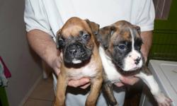 i have two boxer puppies looking for good homes i have 1 male fawn with black mask and 1 female brindel tails are done first shots and dewormed will be done at 6 weeks you will be given all vet papers from puppy. Mother and father on site mother is from