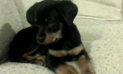 I have a pure bread Rotti puppy for sale.  She is 9 and a half weeks old.  Very beautiful puppy.  Very friendly and loves kids and other pets.  Asking $400.  If interested or have any questionplease call or email Laura 289-237-3122