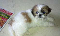 Pure bread Shih-Tzu puppies born Oct 22,11.1 female left Vet check,First Dewormed shot with vet record. 3.6lbs she is ready to go home. she is train to go out side for every 2 hrs for bathroom time. really playful. Father and mother are both pure bread