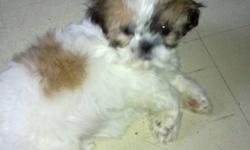 Pure bread Shih-Tzu puppies born Oct 22,11.1 female left Vet check,First Dewormed shot with vet record. 3.6lbs she is ready to go home. she train to go out side for every 2 hrs for bathroom time. really playful. Father and mother are both shih tzu home