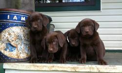 Pure Bred Chocolate Labs for sale
- Shots taken October 29th
- Dew Claws have been removed
- 5 Boys / 5 Girls
If you are wanting to make an inquiry, please contact Boyd or Lucy at 778-552-1248