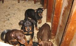 Pure Bred Doberman puppies for sale. 2 black females, 2 red males and 1 black male for sale. 8 weeks old as of December 3rd. Non-registered, great temperment and social pupppies needing a good home. Asking price 600.00. Please contact owner Dwayne via