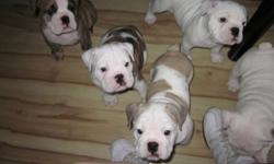 3 males and 3 females looking for loving homes , parents are pure bred and registered , puppies will be sold on a no breed contract , they have their first set of shots and been dewormed and have a clean bill of health