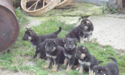 We have nine adorable pure bred German Shepherd puppies for sale, six boys and three girls.  Both parents are on site and are very good tempered.  Ready to go Oct. 30th.Please call after 5:30 p.m. or e-mail any time.