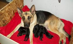 Hello, once again  Saphire and Chewy are proud  parents of 7 beautiful puppies. These beautiful German shepherds produce amazing offspring.I have 6 males and 1 female. If you are looking for the perfect family member to add to your fantastic family then