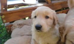 We have 7 beautiful golden retreiver puppies that are looking for a new home (6 males, 1 female).They will be ready to go to their new home in the next 2-3 weeks.
They are very well loved and very well taken care off. They are fantastic with kids, older
