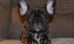Sweet female french bulldog. Has been mirco-chipped, dewormed and has all three set of puppy vacination. Will be CKC registered. Sell is on a Non-breeding contract with a return of $150.00 upon confirmation of spay.
Puppy is accustomed to other dogs and