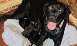 We have the joy of my  2 year old female black lab have 9 healthy puppies.
Mother is full breed Lab (Black)without papers
Father is full breed Lab (Black ) with papers
 
All puppies come with first shots and deworming.
Puppies are free to go home anytime