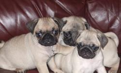 At this moment I have 5 pure breed pug puppies for sale. They are 8 weeks old and ready to go to their new homes, 4 females and 1 male.
They have been to the vet for a health check, first shots, deworming and a chip.
All 5 puppies are fawn with nice black