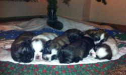 7 Pure breed puppy Shihtzus were born on Dec 17/11. 4 Females and 3 Males. Puppies will come with first vet check, shots and deworming. Mother and Father of puppies are on site. Serious enquiries ONLY
This ad was posted with the Kijiji Classifieds app.