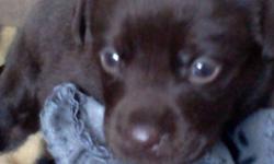 8 week old pure bread chocolate lab. Female very cute and playful. Has first shots and dewormed.. $350.00 thanks call 613 803-2240