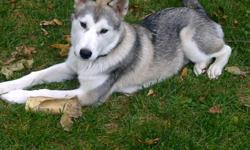 great family dog with lost of energy but well manered balto is a 5 month old huskey with all his shoots and traning he gets along great with all pets and children been exposed to pretty much everything at a young age i recently moved into the city and its