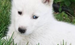 Pure White Siberian Husky Pups
. We have 5 very adorable Pure White Siberian Husky Pups ( 1 Male & 3 Females Avialable ), Born Sept 29 2011, Both Mom and Dad are Pure White, Blue-eyed and C.K.C reg'd ( but these pups well not be reg'd ) .Puppies will go