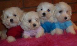 MALE AND FAMALE TINY AND TOY MALTESE DIFFRENT SIZES TO CHOOSE FROM, PRICE----750$-800$ THEY ARE NON SHEDDING AND HYPOALLERGENIC, FULL, FLUFFY PURE WHITE COATS. WILL MATURE TO BE: 6-8LBS THEY WERE VET CHECKED, RECIEVED THEIR 1st SHOT AND REVOLUTION, PUPS