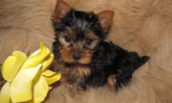 I have two females for sale, both mother and father are pure Yorkies. Mother is 4.5 to 5 pounds and father is 3.5. Puppies will stay small around 4-6 pounds. They have been vet checked, dewormed and will have a flea treatment before going to a new home.